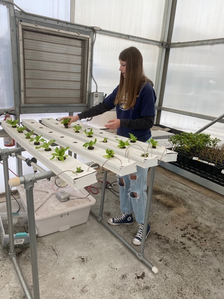 Putting lettuce plugs in the hydroponic system.